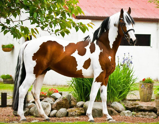 Solaris Buenno - Coloured Dutch Warmblood Stallion